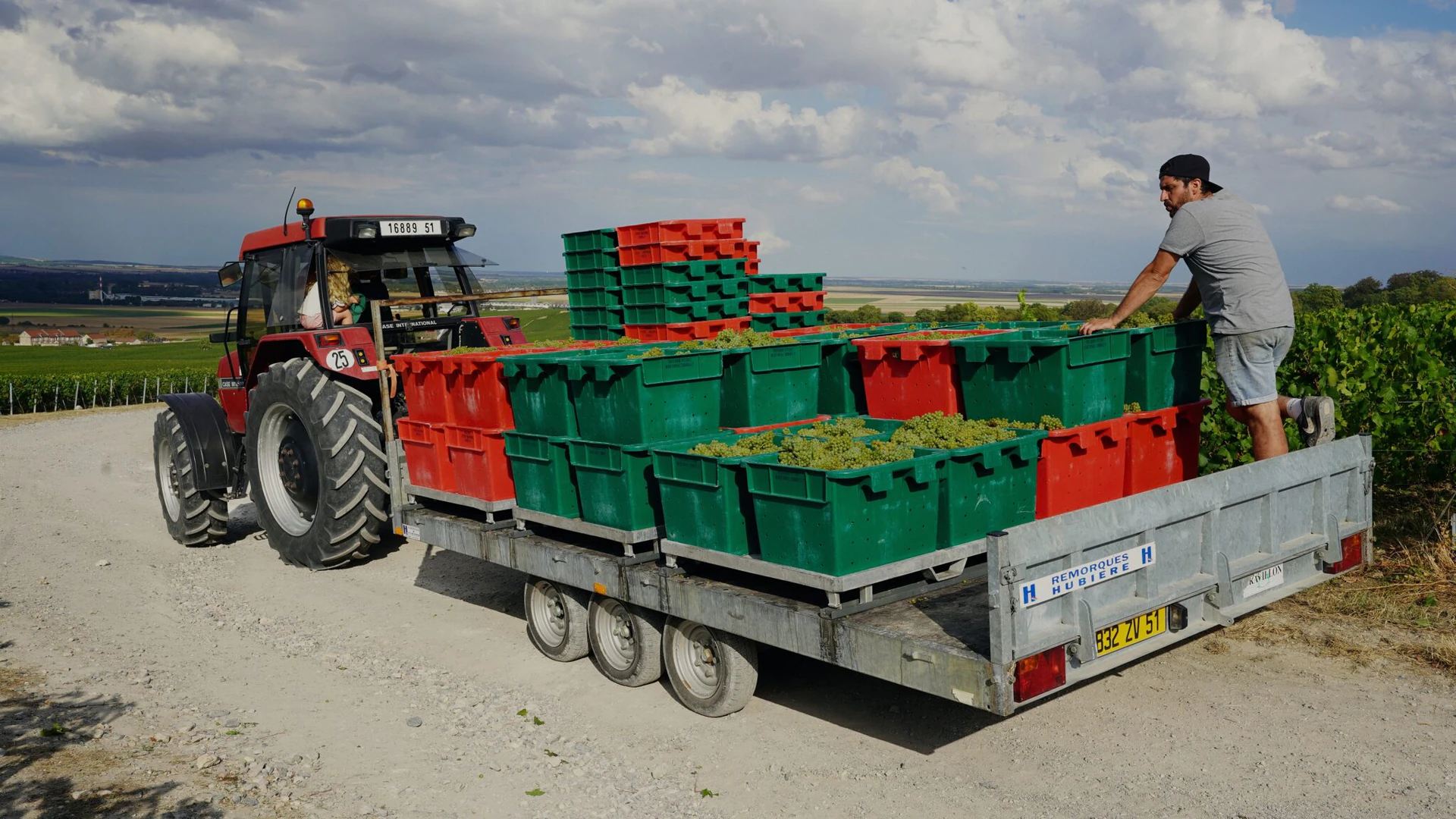 Tracteur tirant une remorque chargée de caisses de raisins blancs, dans les vignes